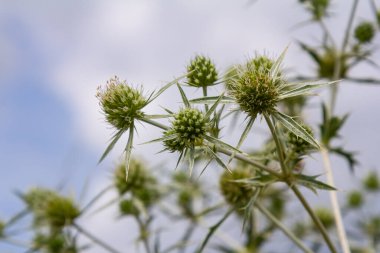 Vahşi doğada eryngo olarak bilinen devedikeni Eryngium kampı yetişir. Tıbbi olarak kullanılan bir Eryngium türüdür..