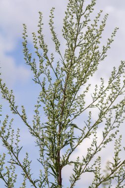 Artemisia vulgaris yaygın mugwort alerjisi çiçekleri.