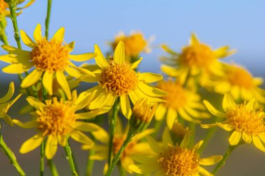Orman çayırında yabani Jacobaea vulgaris bitkisi. Ragwort, kokuşmuş Willie ya da tansy ragwort olarak bilinir. Yeşil arka planda sarı narin çiçek.