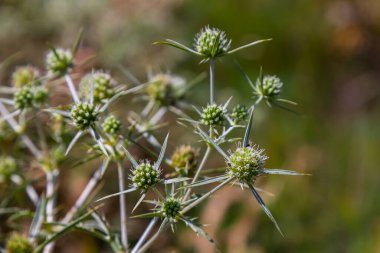 Vahşi doğada eryngo olarak bilinen devedikeni Eryngium kampı yetişir. Tıbbi olarak kullanılan bir Eryngium türüdür..