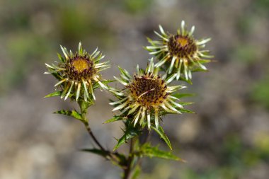 Carlina Biebersteinii doğada bitki yetiştiriyor. Carlina vulgaris ya da Carline devedikeni, Asteraceae Compositae ailesinden. Carlina corymbosa.