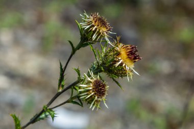 Carlina Biebersteinii doğada bitki yetiştiriyor. Carlina vulgaris ya da Carline devedikeni, Asteraceae Compositae ailesinden. Carlina corymbosa.