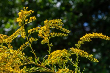 Kanada altın çubuğu, küçük sarı çiçek başları kümesi, yaklaşın. Solidago canadensis ya da brendiae, Asteraceae familyasından uzun ömürlü bir bitki türü..