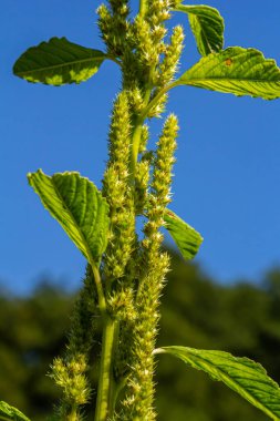 Amaranthus retroflexus, yaygın isimlerinden birine uygun olarak, bir çalı ağacı oluşturur. Neotropik veya Orta ve Doğu Kuzey Amerika 'ya özgü olabilir. Bu bitki farklı bir sebze olarak yenir..