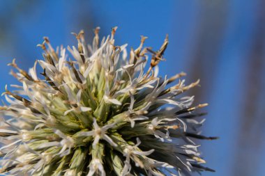 Vahşi doğada, bal bitkisi echinops sphaerocephalus çiçek açar..