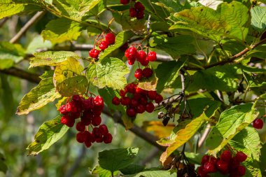 Viburnum sıradan, ya da Viburnum kırmızı Viburnum opulus sonbaharda yaprak döken bir odundur..