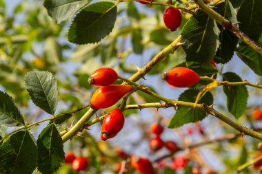 Kırmızı köpek güz mevsiminde böğürtlen verir. Güneşli bir günde birçok kırmızı gül ağacı meyvesi ve yeşil yapraklar.