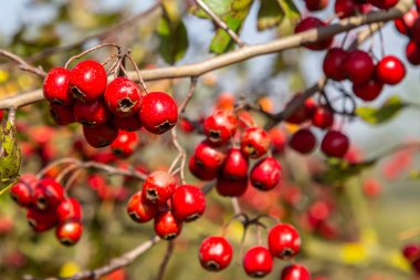 Krataegus Coccinata ağacının kırmızı meyveleri..
