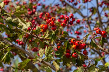 Krataegus Coccinata ağacının kırmızı meyveleri..