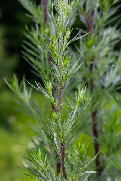 Artemisia vulgaris yaygın mugwort alerjisi çiçekleri.