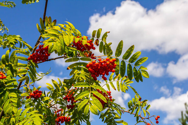 A bunch of red rowan berries on a tree.