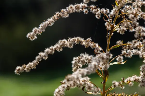 Kanada altın çubuğu, küçük sarı çiçek başları kümesi, yaklaşın. Solidago canadensis ya da brendiae, Asteraceae familyasından uzun ömürlü bir bitki türü..