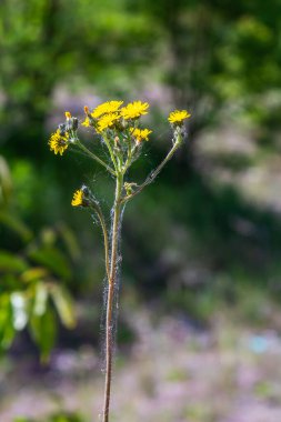 Hieracium laevigatum veya pürüzsüz şahin otu. Hieracium, bilinen adıyla şahin otu ve klasik adıyla hiyerakion. Çiçek masaüstü arka planı. Hieracium caespitosum, yaygın olarak çayırotları olarak bilinir..