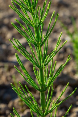 At kuyruğu tarlası Equisetum arvense vahşi doğada yetişir..