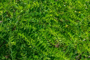 Yaygın robinia, Robinia psödoacia ağaçta beyaz çiçekler.