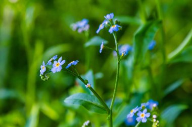 Myosotis palustris Myosotis palustris Myosotis çiçekleri bahar mevsiminde çiçek açarlar. Unutma beni çiçekli, parlak yeşil yapraklı makro mavi.