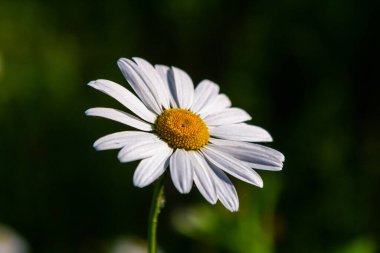 Oxeye papatya papatyası İlkbaharda çiçek açıyor, Bahçede beyaz çiçekler kapanıyor, çayırda yabani papatyalar yetişiyor, yeşil çimlerde beyaz papatyalar. Oxeye papatya.