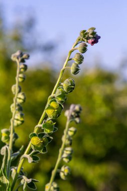 Vahşi doğada, Cynoglossum otlar arasında çiçek açar. Tipik bir yaşam alanındaki ortak sedumun renkli çiçeklerine yakın çekim.