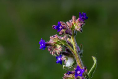 Anchusa officinalis, commonly known as the common bugloss or alkanet with green background.