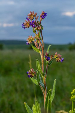 Anchusa officinalis, commonly known as the common bugloss or alkanet with green background.