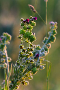 Vahşi doğada, Cynoglossum otlar arasında çiçek açar. Tipik bir yaşam alanındaki ortak sedumun renkli çiçeklerine yakın çekim.