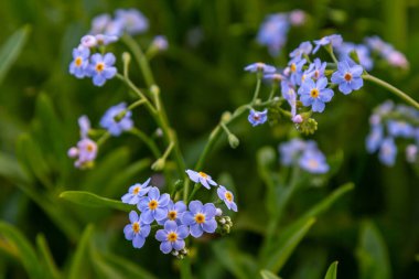 Myosotis akrepleri doğru ya da su beni unutma. Türkçe adı: Unutma beni cicegi.