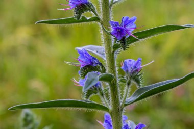 Echium vulgare, Boraginaceae familyasından bir bitki türü..