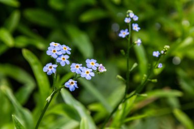Myosotis akrepleri doğru ya da su beni unutma. Türkçe adı: Unutma beni cicegi.