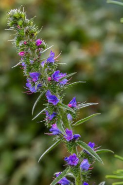 Echium vulgare, Boraginaceae familyasından bir bitki türü..