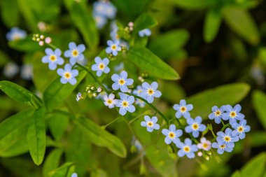 Myosotis akrepleri doğru ya da su beni unutma. Türkçe adı: Unutma beni cicegi.