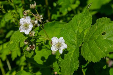 Yazın Avrupa çiğ çileği çiçeği Rubus sezgisi.