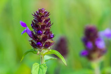 Prunella Vulgaris tek bir doğal çiçek, şifalı otlar doğa.