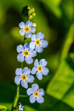 Myosotis akrepleri doğru ya da su beni unutma. Türkçe adı: Unutma beni cicegi.