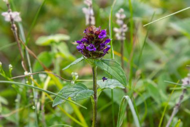 Prunella Vulgaris tek bir doğal çiçek, şifalı otlar doğa.