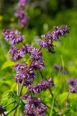 Mor leylak çayı. Kulübe bahçesinin doğal sınırında güzel bir süs bitkisi. Salvia verticillata Mor Yağmurweather condition.