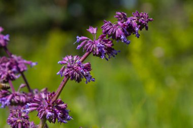 Mor leylak çayı. Kulübe bahçesinin doğal sınırında güzel bir süs bitkisi. Salvia verticillata Mor Yağmurweather condition.