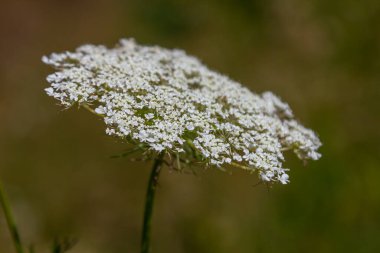 Daucus carota yaban havucu açan bitki olarak bilinir..