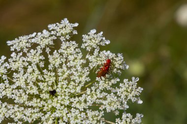 Daucus carota yaban havucu açan bitki olarak bilinir..