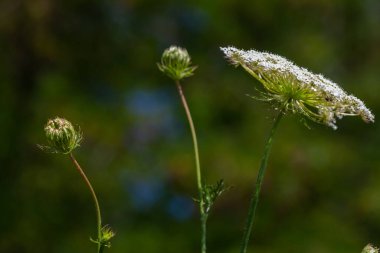 Daucus carota yaban havucu açan bitki olarak bilinir..