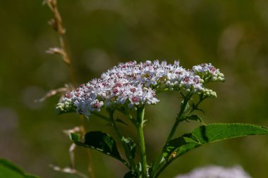 Sambucus coşkusu doğal ortamda çiçek açıyor..