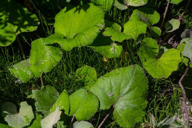 Coltsfoot ya da tussilago farfara, halk tıbbında uzun ömürlü bir bitkidir..