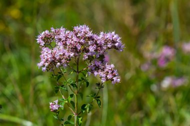 Oregano bal ve tıbbi bir bitkidir. Oregano Origanum vulgare bitkisinin bir çeşidi..
