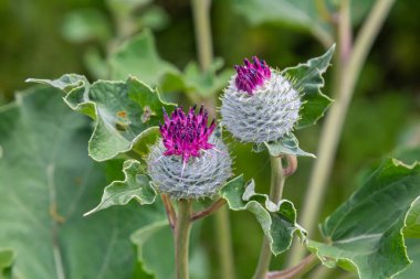 Arctium tomentosum, Asteraceae familyasına ait bir burdock türüdür..