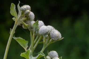 Arctium tomentosum, Asteraceae familyasına ait bir burdock türüdür..