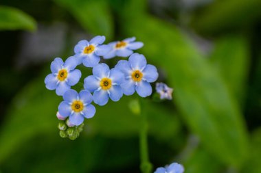 Myosotis akrepleri doğru ya da su beni unutma. Türkçe adı: Unutma beni cicegi.