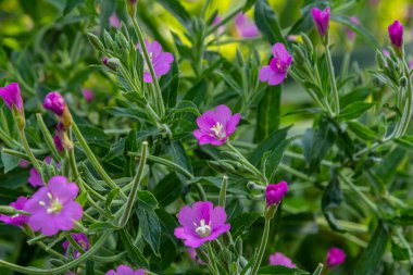 willow-herb epilobium hirsutum during flowering. Medicinal plant with red flowers.