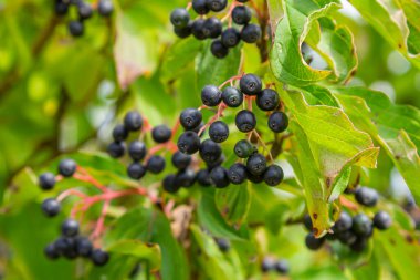 Cornus sanguinea, tohum familyasından bir bitki türü. Küçük çiçekli ve yenmez böğürtlenli uzun bir çalılık. Çim kuyusu süs bitkisi olarak yetiştirilir..