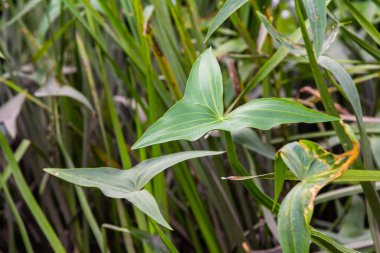 Vahşi su bitkisi Sagittaria sagittifolia yavaş akan suda yetişir..
