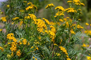 Tansy Tanasetum vulgare Yazın yabani bitki.