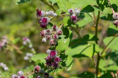 Arctium tomentosum, Asteraceae familyasına ait bir burdock türüdür..